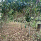 Bán đất Chiềng Sang Mộc Châu diện tích 6.200m