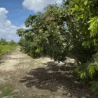 Thật 100% Đất Trung Tâm Thị Xã Chỉ 250 Ngàn/M2