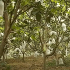 Trang Trại 3 Ngàn M2 Giá Rẻ Cần Bán Gấp