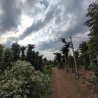 CÒN 1 LÔ 3 SÀO 5 ĐUY NHẤT HÔM NAY ĐANG TRỒNG TIÊU CỌC TIỀN THU TIÊU LUÔN CÁCH ĐƯ