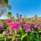 CẦN BÁN LÔ ĐẤT MẶT TIỀN ĐƯỜNG 8 MÉT, KHU DÂN CƯ HIỆN HỮU, THỔ CƯ 100M2, SỔ RIÊNG