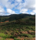 17 hecta đất trồng cây lâu năm tại Dasar - Lạc Dương,Lâm Đồng.