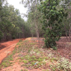 Bán nhanh lô đất 100 triệu 1 sào, sẵn sổ, vuông vức đẹp