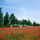 Chính chủ cần bán đất xây biệt thự tại dự án The Phoenix Garden giá đầu tư