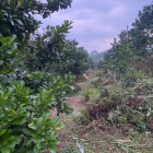 2HA thuộc KIM LONG BÌNH SƠN , giáp quy hoạch hồ GỀNH CHÈ