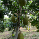 Gia đình cần tiền muốn sang lại nhà ở và đất rẫy liền kề