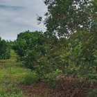 Bán gấp vườn bưởi view sông giá rẻ tại Trảng Bom, Đồng Nai. Cách quốc lộ 1A  2km