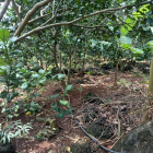 Bán vườn Bưởi hơn 1 sào xã Cây Gáo, Trảng Bom, Đồng Nai