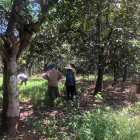 Bán nhanh vườn xoài gia đình đã có thể thu hoạch từ 800tr/sào ngay khu dân