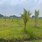 chính chủ cần bán đất- mặt tiền đường tỉnh lộ 7- sổ hồng riêng