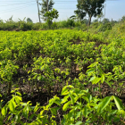 Hàng Hiếm! Bán đất mặt tiền KCN Suối Nho. Giá chính chủ 999 triệu/1000m2