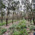 1,73 Heta Cây Cao Su đang cho thu hoạch, Đất sổ hồng, Vuông và Bằng Phẳng