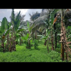 Bán đất vườn 300m thổ xã Phú túc huyện Châu Thành bến tre giá rẻ