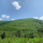 BÁN ĐẤT RỪNG SẢN XUẤT - TRỒNG KEO GIÁ RẺ XÃ XUÂN SƠN NAM, ĐỒNG XUÂN, PHÚ YÊN