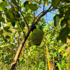 BẤT ĐỘNG SẢN KINH DOANH KHÁCH DU LỊCH TẠI HỒ ĐÁ BÀNG