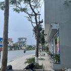 Bán lô đất vàng liền kề mặt đường Nguyễn Phúc Lai, ngã tư Lê Duẩn,TP.PhủLys