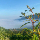 Dự án đất nền nghỉ dưỡng Aman Blao có suối tự nhiên