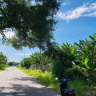 ĐẤT THỔ CƯ MẶT TIỀN ĐƯỜNG NGUYỄN BỈNH KHIÊM, KP7, P TÂN AN, TX LAGI, BÌNH THUẬN.