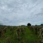 Bán 15 Mẫu Đất Tại Bình Thuận - Hàm Thạnh, Hàm Thuận Nam