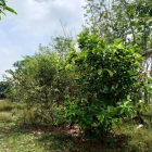 1700m2 đất vuông vức mặt tiền 8m gần đườn Trung lập, có 300m2 thổ cư