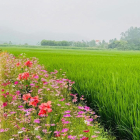 Chính chủ bán lô đất 750m2  mặt đường liên xã tại Lương Sơn Hoà Bình.