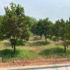 Chốt nhanh lô đất 167.2m2 tại xã An Linh, Phú Giáo, mặt tiền 5m, giá 590 triệu