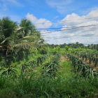 Bán đất mặt tiền đường Hồ Văn Mão, Long Bình Điền, Chợ Gạo TG