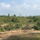 Bán 2 miếng đất diện tích 11141m2 và diện tích 8016m2 nằm sát nhau