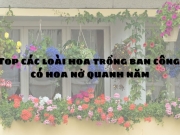 Top các loại hoa trồng ban công đẹp và nở quanh năm