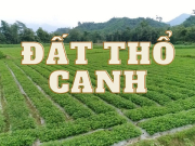 Đất thổ canh là gì? Các quy định liên quan đến đất thổ canh