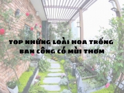 Top 12 loài hoa trồng ban công có mùi thơm cực thư giãn
