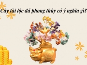 Cây tài lộc đá phong thủy có ý nghĩa gì?