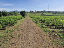 CHỦ GỬI BÁN CỤM ĐẤT 9 LÔ TẠI LỘC AN 