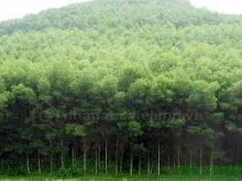 Bán trang trại 240 ha trồng rừng và cây CN , Bắc Bình, Bình Thuận