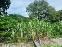 Bán Lô Đất Siêu Rộng Ba Sao, Giá chỉ vài triệu/m2