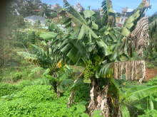 Bán nhà và đất có thổ cư trung tâm p1, Bảo Lộc, Lâm Đồng