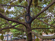 đất sầu riêng và các loại cây cảnh 