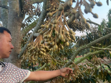 gần 7 mẫu sầu riêng thu bói điện nước đầy đủ 