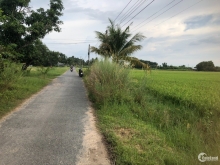 bán đất lúa đã phủ hồng, tại Thanh Phước, Gò Dầu, Tây Ninh
