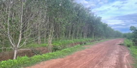 Chính chủ cần bán lô đất 9sào8 164m mặt tiền đường sỏi