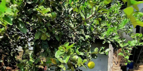 Nhà mặt tiền Tà Lài chính chủ cần bán