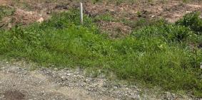 Bán Đất 6000m2 tại Xuân Thành, 1,3 tỷ, mặt tiền 30m ngõ 4m đường bê tông tới đất