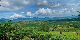  View đồi bát úp, 2 mặt tiền – lô đất lý tưởng cho homestay ở Bảo Lộc