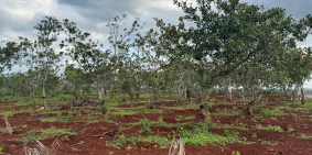 Bán gấp TCLN Láng Lớn, BRVT_13 tỷ giảm sâu 12 tỷ