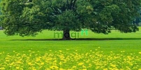 Bán đất thổ cư: 🧧Khai Xuân Bính Ngựa 2026!  CHIÊU BINH MÃI MÃ -Tuyển dụng năm m