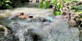 Bán nhà riêng: 1516m² đất tại Túc Trưng – Mảnh lớn, giá mềm 800 triệu