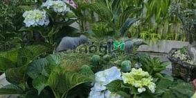 Bán nhà phố dự án: Bán biêt thự 1000m2 đường Lê Thị Riêng, Phường Thới An, Quận 