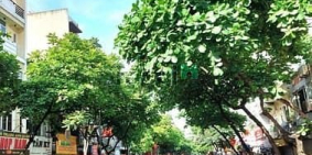 Bán đất thổ cư: Bán đất phố Ngọc Lâm 30m2- 5.5 tỷ, gần ô tô , gần trường Nguyễn 