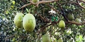 Bán đất nông, lâm nghiệp: Chỉ 380tr/sào sở hữu ngay đất vườn, cách nhựa chính Na