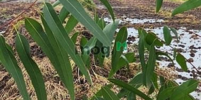 Bán đất nông, lâm nghiệp: GẤP....GẤP...Chốt nhanh lô đất cực đẹp chỉ 135tr/1000m